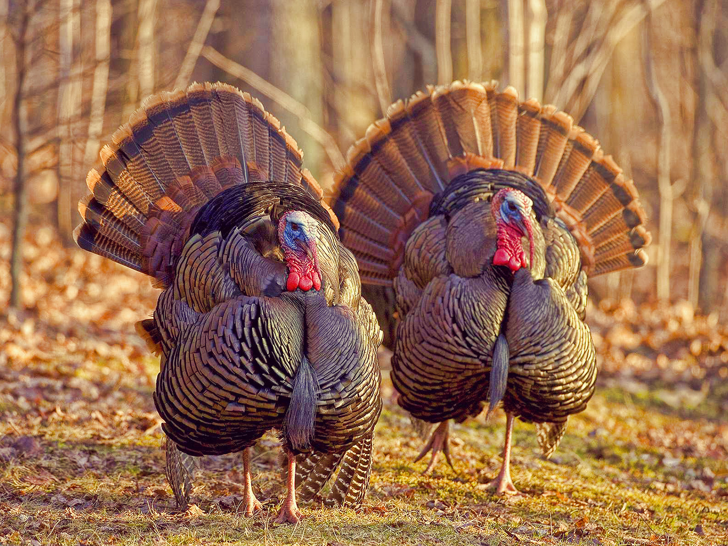 Turkey Trophy Florida Gator Hunting By Get Bit Outdoors Turkey Trophy Florida Gator Hunting By Get Bit Outdoors